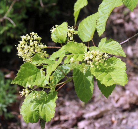 In the spring, the tatar maple (Acer tataricum) grows in the wild in the forest