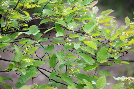 In the spring, the tatar maple (Acer tataricum) grows in the wild in the forest
