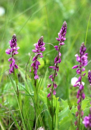 In spring, Polygala comosa blooms in the wild among grasses