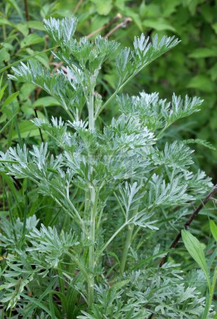 Téléchargez les photos : L'absinthe amère (Artemisia absinthium) pousse dans la nature - en image libre de droit