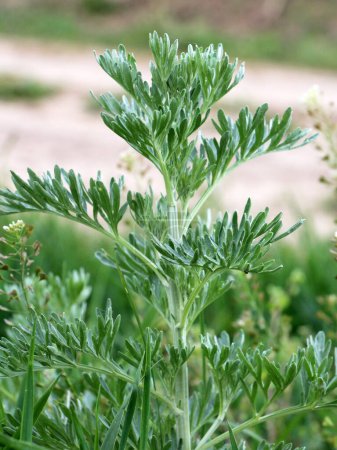 Bitter wormwood (Artemisia absinthium) bush grows in the wild