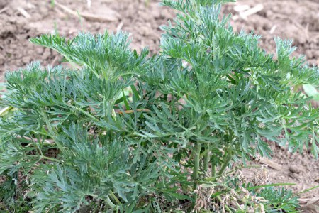 Bitter wormwood (Artemisia absinthium) bush grows in the wild