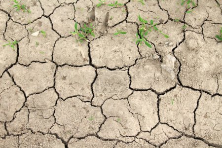Riss fruchtbaren Boden auf dem Feld aufgrund der Hitze 