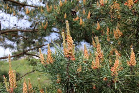 In spring, a pine tree blooms in nature.