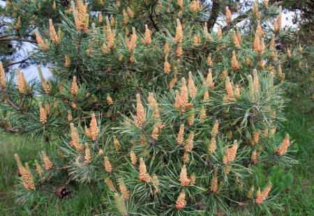 In spring, a pine tree blooms in nature.