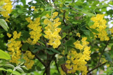 In spring, common golden rain (Laburnum anagyroides) blooms in nature