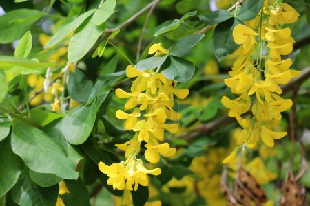 In spring, common golden rain (Laburnum anagyroides) blooms in nature