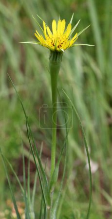 Tragopogon dubius grows in the wild in summer