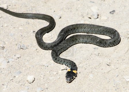 Eine ungiftige Schlange (Natrix natrix) in freier Wildbahn