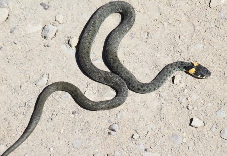 A non-poisonous snake common (Natrix natrix) in the wild