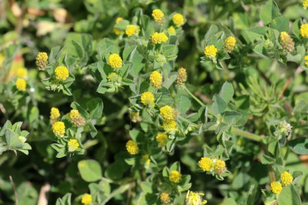 In the meadow in the wild blooms alfalfa hop (Medicago lupulina)