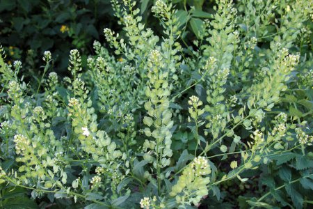 In nature, Thlaspi arvense grows among wild grasses