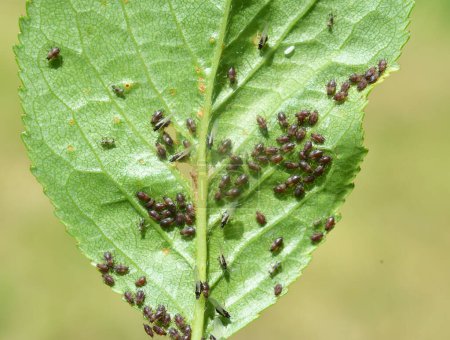 Aphids (Aphididae) from the family of semi-herpid insects on the leaves and stems of plants