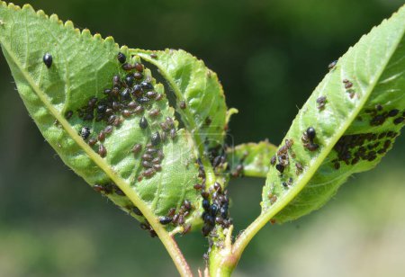 Aphids (Aphididae) from the family of semi-herpid insects on the leaves and stems of plants