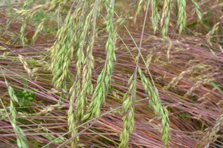 Bromo de hierba de cereales crece en la naturaleza