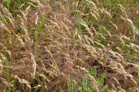 Bromo de hierba de cereales crece en la naturaleza