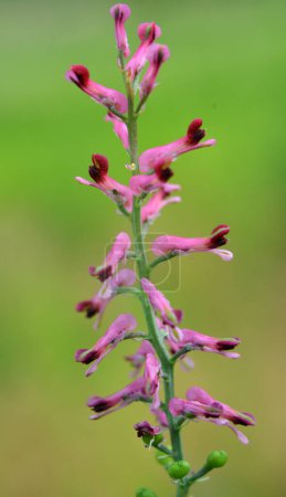 Fumaria officinalis blooms in nature in spring