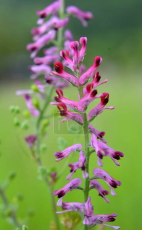 Fumaria officinalis blooms in nature in spring