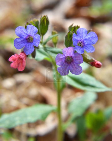 Early spring plant lungwort (Pulmonaria) blooms in the wild forest