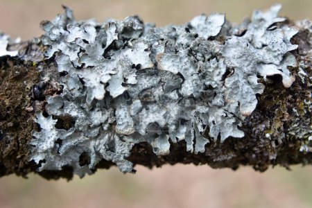 The lichen Parmelia sulcata grows on the tree - a species of lichen of the genus Parmelia (Parmelia) of the family Parmeliaceae (Parmeliaceae).