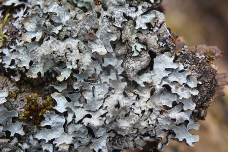 The lichen Parmelia sulcata grows on the tree - a species of lichen of the genus Parmelia (Parmelia) of the family Parmeliaceae (Parmeliaceae).