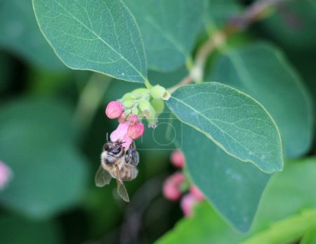 The decorative and honey-bearing shrub snowberry (Symphoricarpos albus) blooms in nature