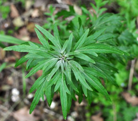 Wormwood (Artemisia vulgaris) grows wild in nature