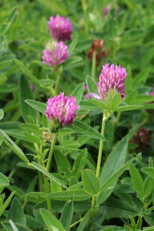 In the meadow, among the wild grasses blooms clover middle  (Trifolium medium) 