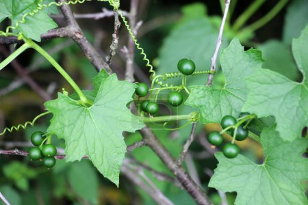 Die giftige Pflanze Bryonia alba wächst in freier Wildbahn