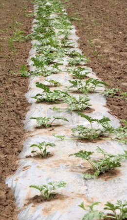 Cultivo de melones y sandías en campo abierto bajo una película para proteger contra las malas hierbas y el riego
