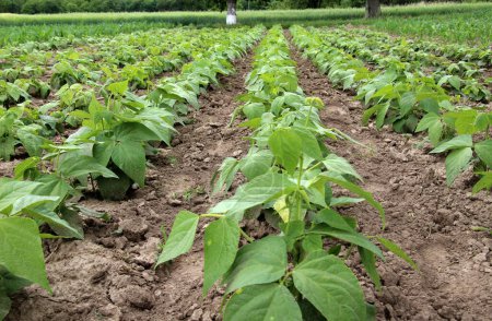 Common beans grow in open ground in the field