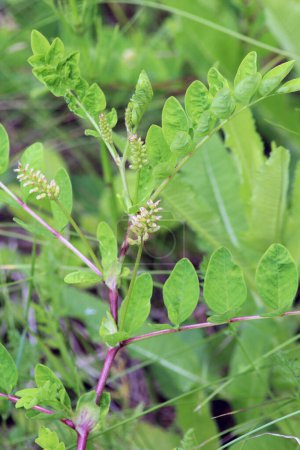 Astragalus (Astragalus glycyphyllos) pousse dans la nature