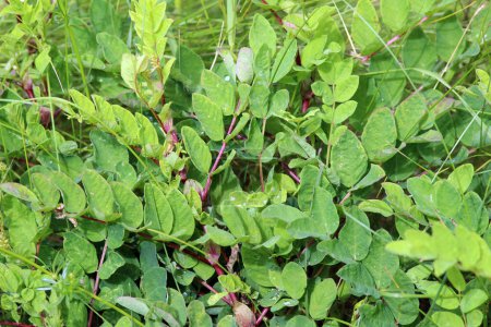 Astrágalo (Astragalus glycyphyllos) crece en la naturaleza