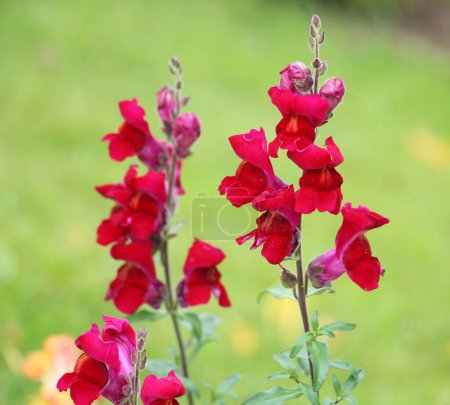 Antirrhinum florece en un macizo de flores en el jardín