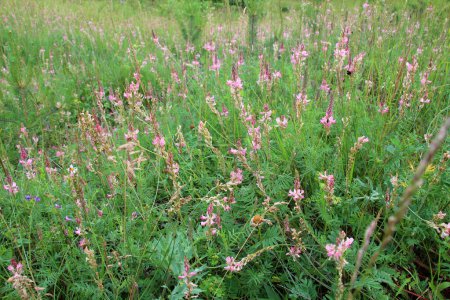 In the meadow among wild grasses blooms sainfoin (onobrychis).