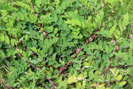 Astragalus (Astragalus glycyphyllos) wächst in freier Wildbahn