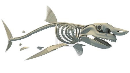 Téléchargez les photos : Grand requin blanc squelette modèle de rendu 3D sur fond blanc - en image libre de droit