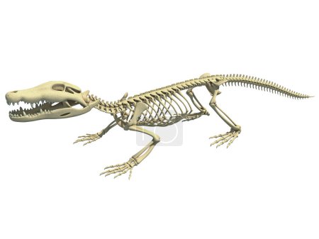 Téléchargez les photos : Crocodile Squelette anatomie animale Modèle de rendu 3D - en image libre de droit