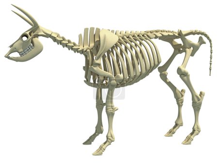 Foto de Vaca esqueleto animal anatomía modelo de renderizado 3D - Imagen libre de derechos