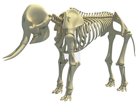 Téléchargez les photos : Elephant Skeleton anatomie animale modèle de rendu 3D - en image libre de droit