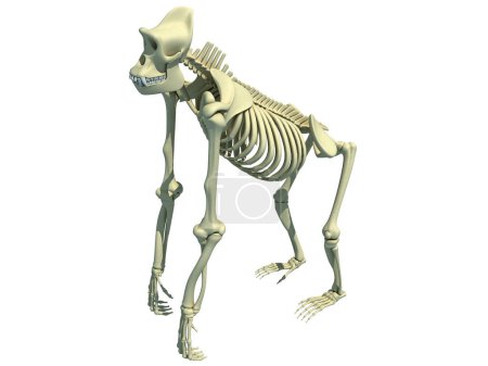 Téléchargez les photos : Gorille Anatomie squelette Modèle de rendu 3D - en image libre de droit