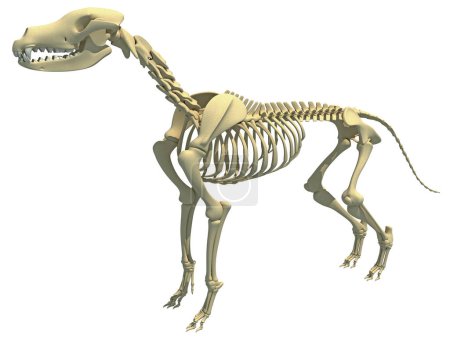Foto de Esqueleto de perro anatomía animal modelo de renderizado 3D - Imagen libre de derechos