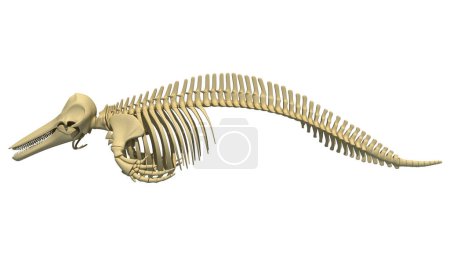 Téléchargez les photos : Épaulard Orca squelette modèle de rendu 3D sur fond blanc - en image libre de droit