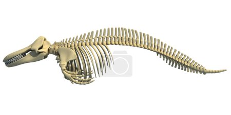 Téléchargez les photos : Épaulard Orca Squelette Modèle de rendu 3D - en image libre de droit