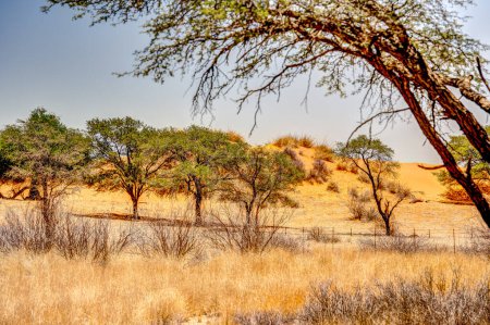 Foto de Valle del río Auob, Kalahari, Namibia - Imagen libre de derechos