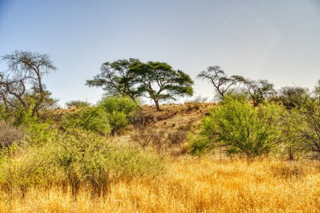 Foto de Valle del río Auob, Kalahari, Namibia - Imagen libre de derechos