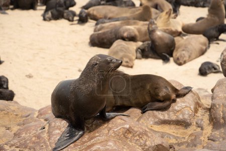 Téléchargez les photos : Group of seals relaxing on the sandy beach at Cape Cross Seal Reserve, Namibia - en image libre de droit