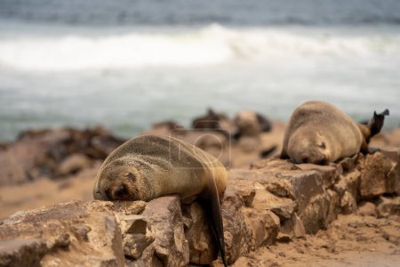 Foto de Group of seals relaxing on the sandy beach at Cape Cross Seal Reserve, Namibia - Imagen libre de derechos