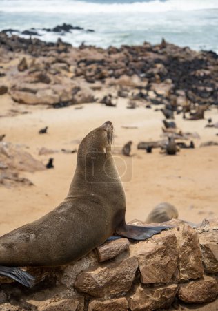 Téléchargez les photos : Group of seals relaxing on the sandy beach at Cape Cross Seal Reserve, Namibia - en image libre de droit
