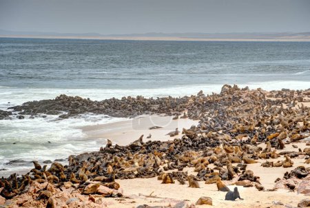 Foto de Grupo de focas relajándose en la playa de arena en Cape Cross Seal Reserve, Namibia - Imagen libre de derechos